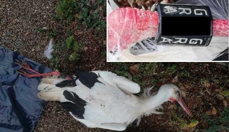 Θεσπρωτία: Νεκρός πελαργός από ηλεκτροπληξία στο Γαρδίκι