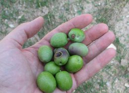 dakos1-260x188.jpg
