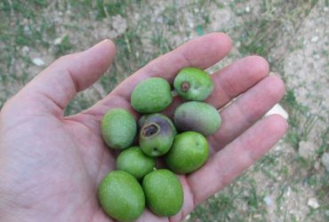 dakos1-370x250.jpg