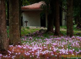 panagia_velianis_halasma-260x188.jpg