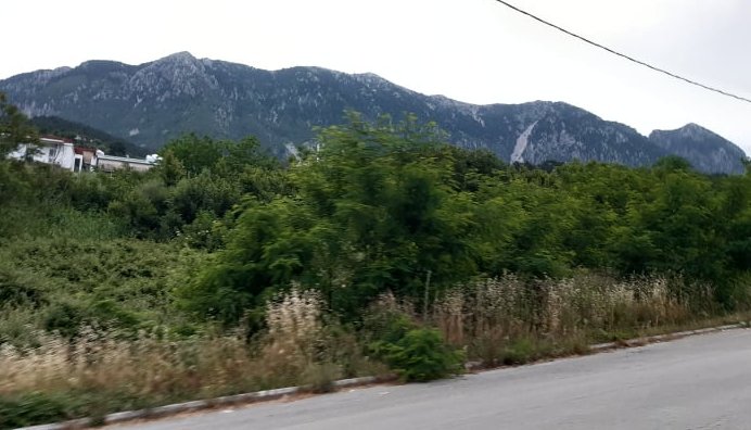 Θεσπρωτία: Γκρίνια για την «βλάστηση» στο κέντρο της πόλης της Παραμυθιάς