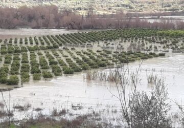 plimires-kalamas-360x250.jpg