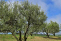 elies-122x82.jpg