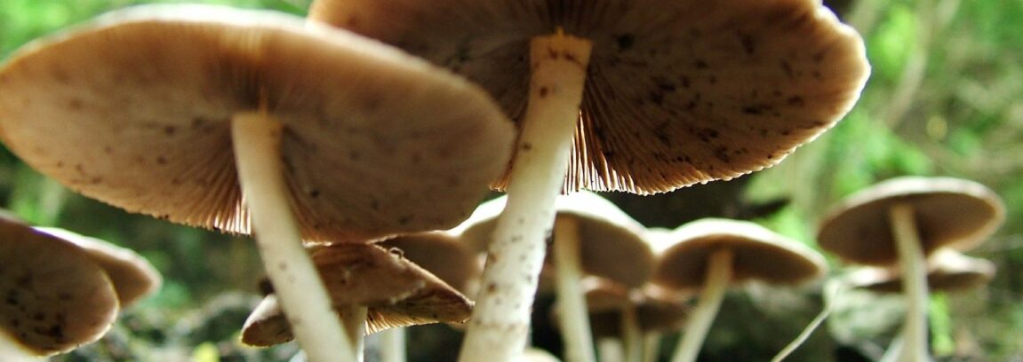manitaria-1151x408.jpg