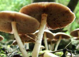 manitaria-260x188.jpg