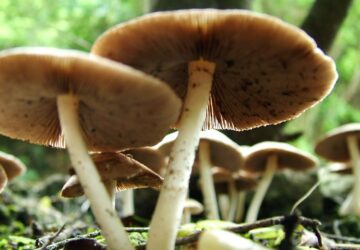 manitaria-360x250.jpg