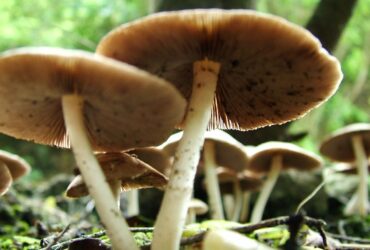 manitaria-370x250.jpg
