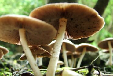 manitaria-370x251.jpg